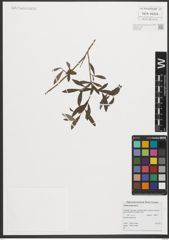 Foto von Salix purpurea L.